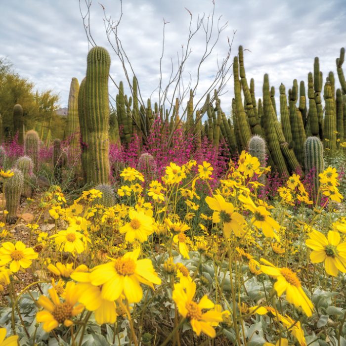4 Desert Gardens in Arizona To Visit This Spring