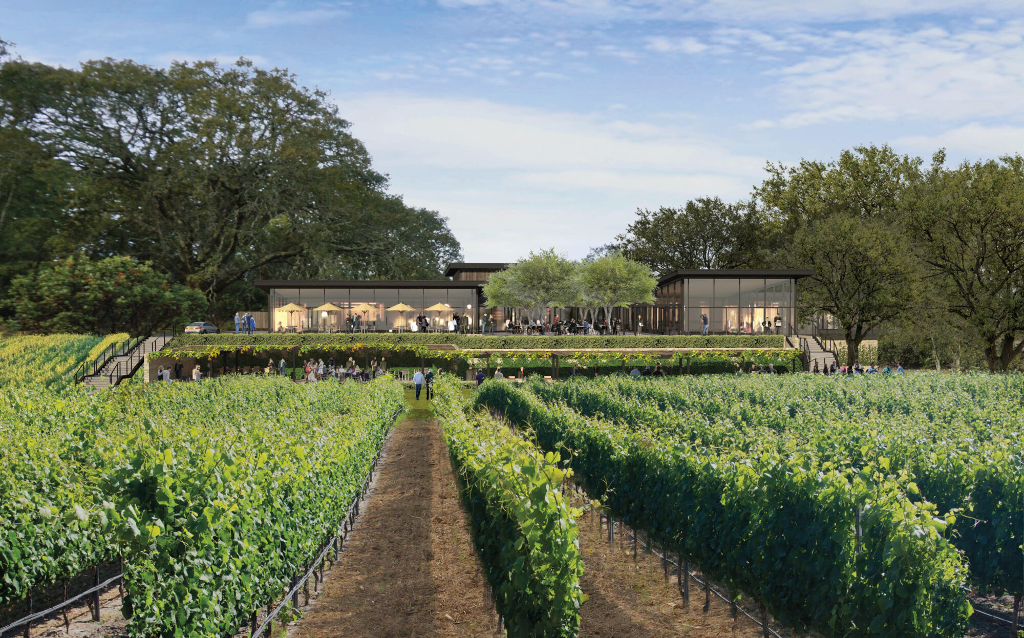vineyard with building in the distance