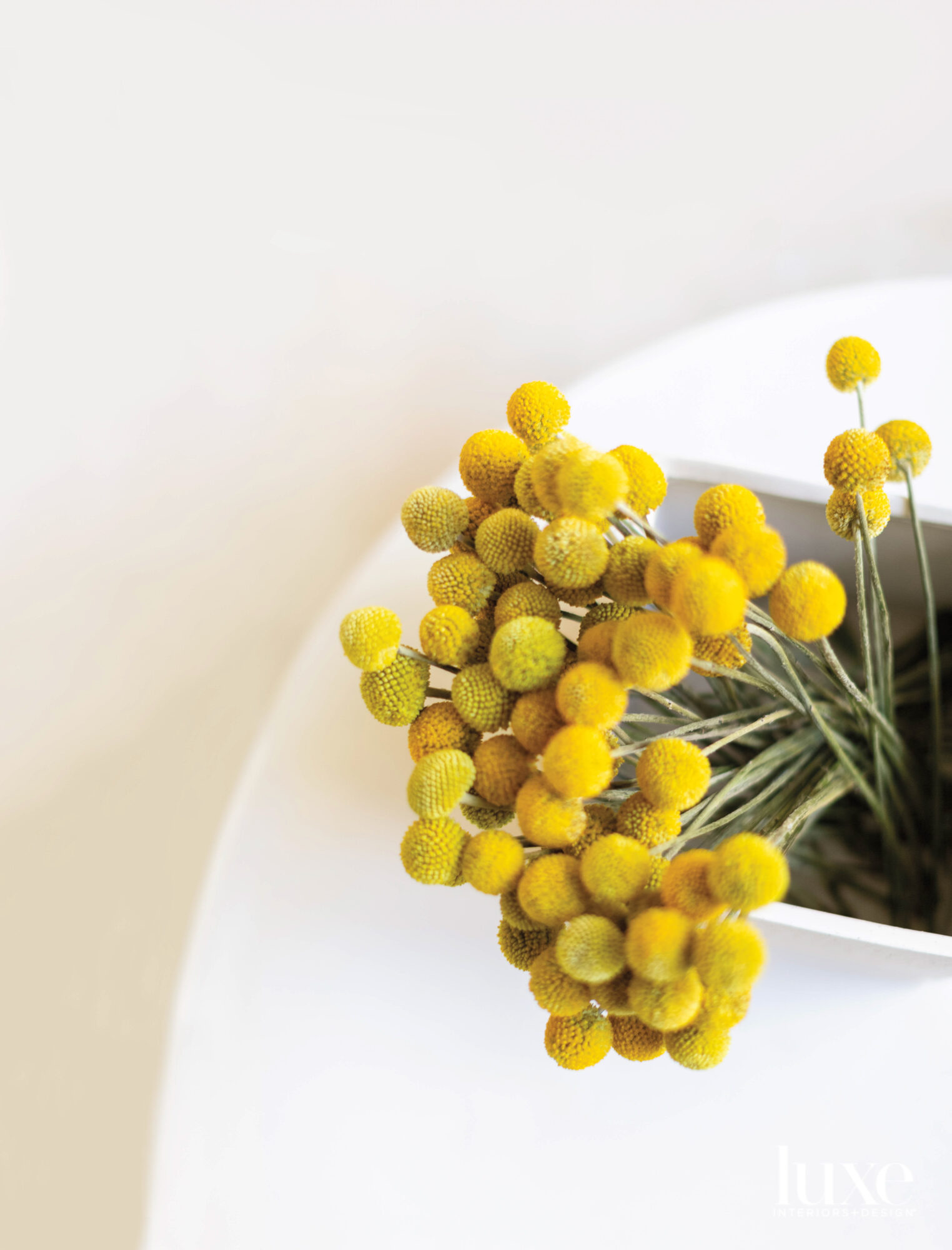 Yellow Billy Balls in a white vase
