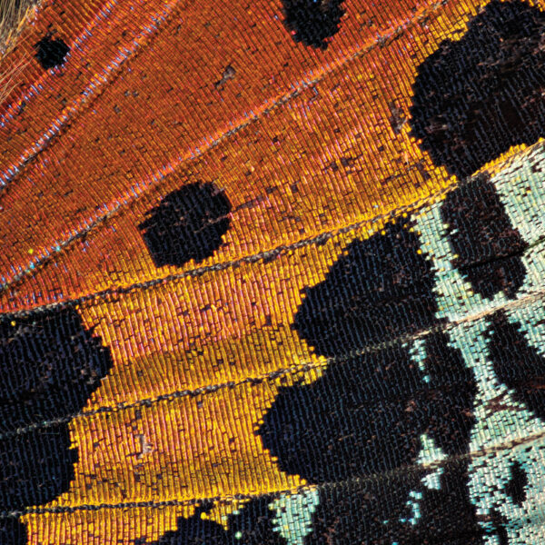 Let The Beauty Of A Butterfly Wing Inspire Your Latest Room Refresh