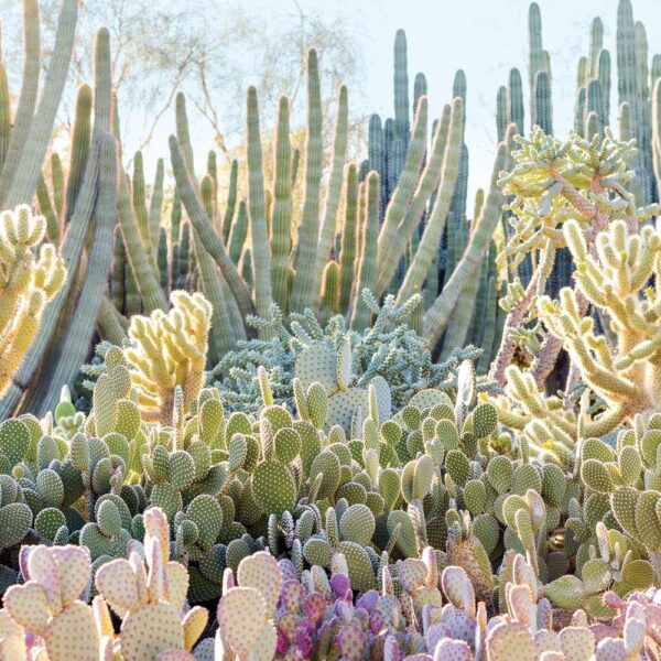 4 Arizona Hotspots Sure To Deliver An Instant Inspo Boost