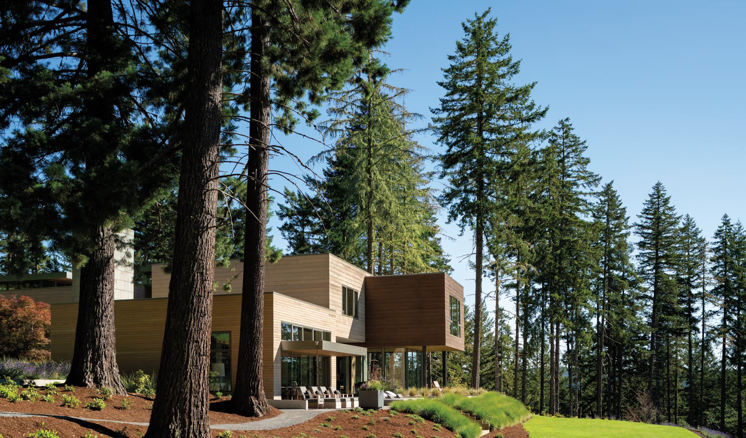 modern home exterior among the trees