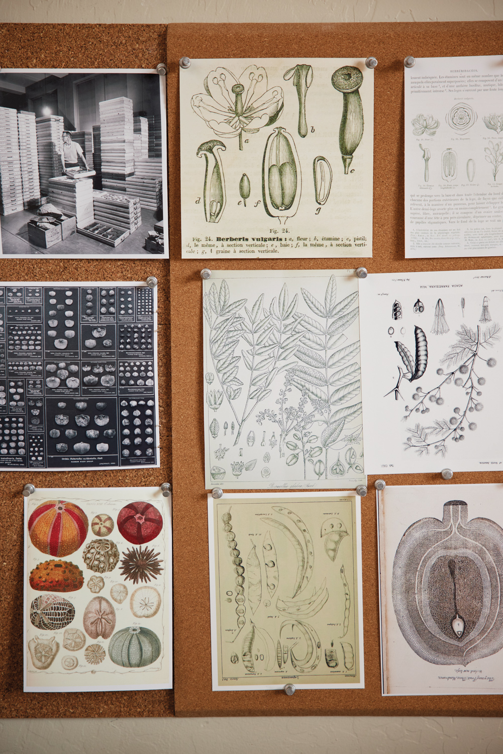 Nine vintage botanical illustrations hanging on a corkboard.