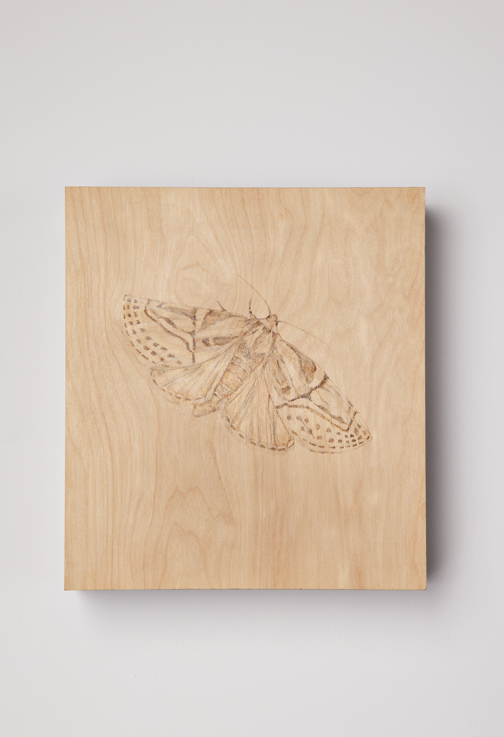 A moth drawn on wood.