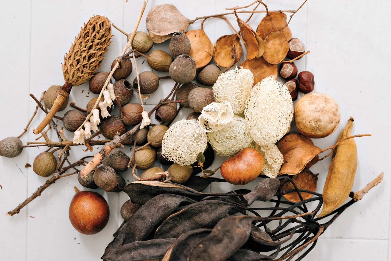 pile of foraged dried seeds, pods and other natural elements