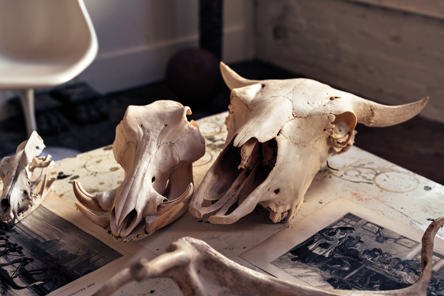 Table with a vintage print and cow skulls