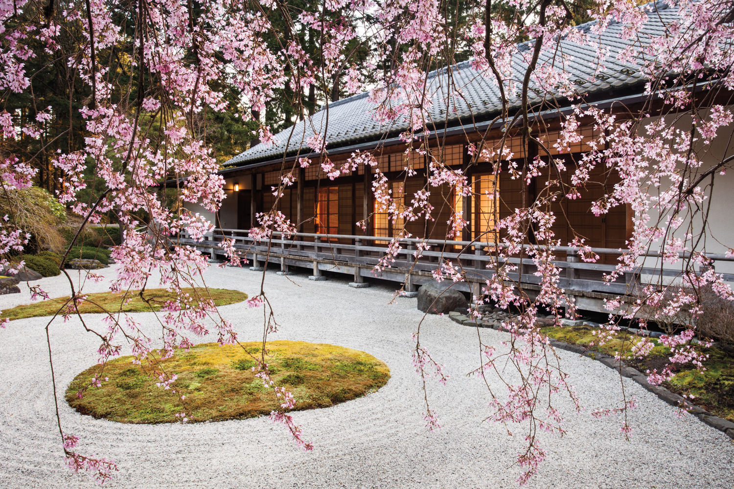 Cherry trees at the Portland Japanese Garden