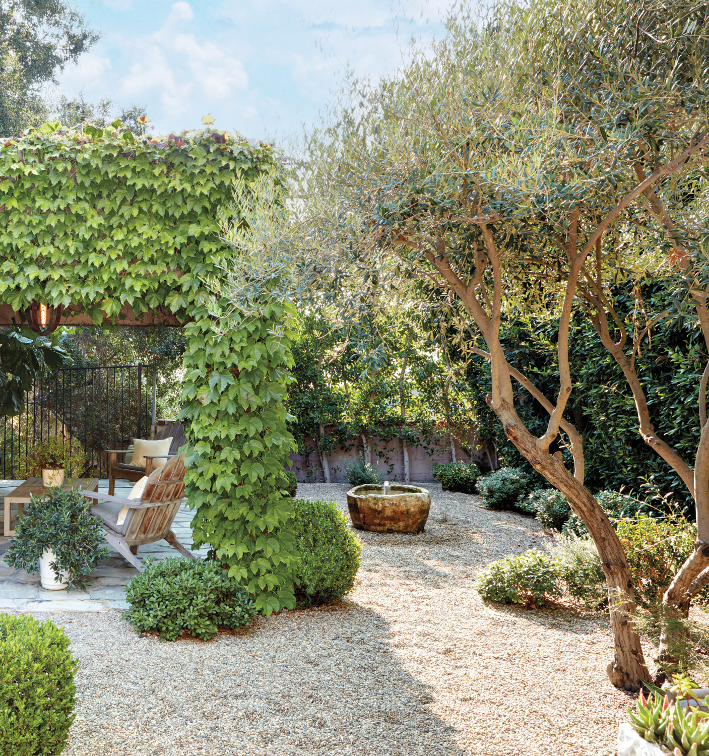 Exterior shot of a backyard with pebbles, mature olive trees and climbing vines