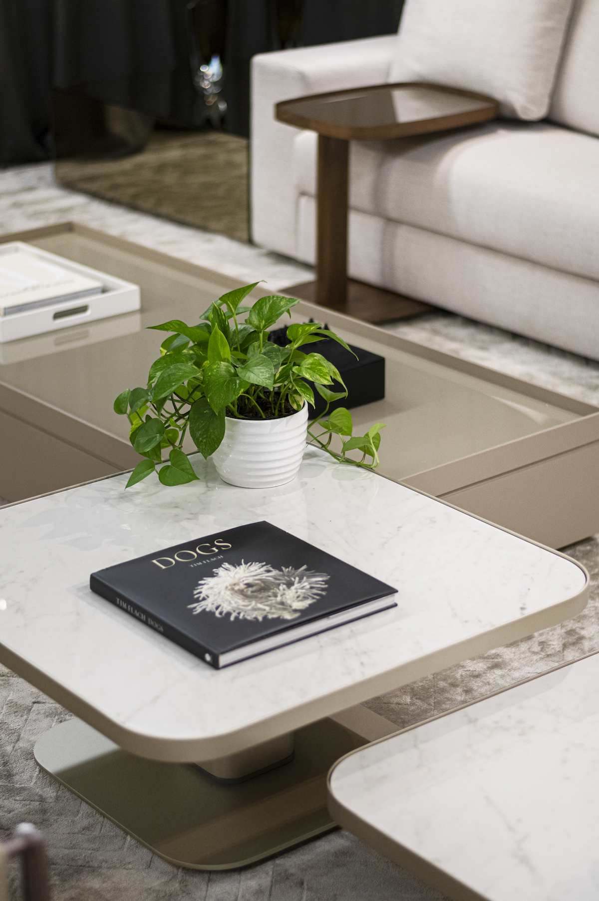 coffee table, coffee table book, fresh plant