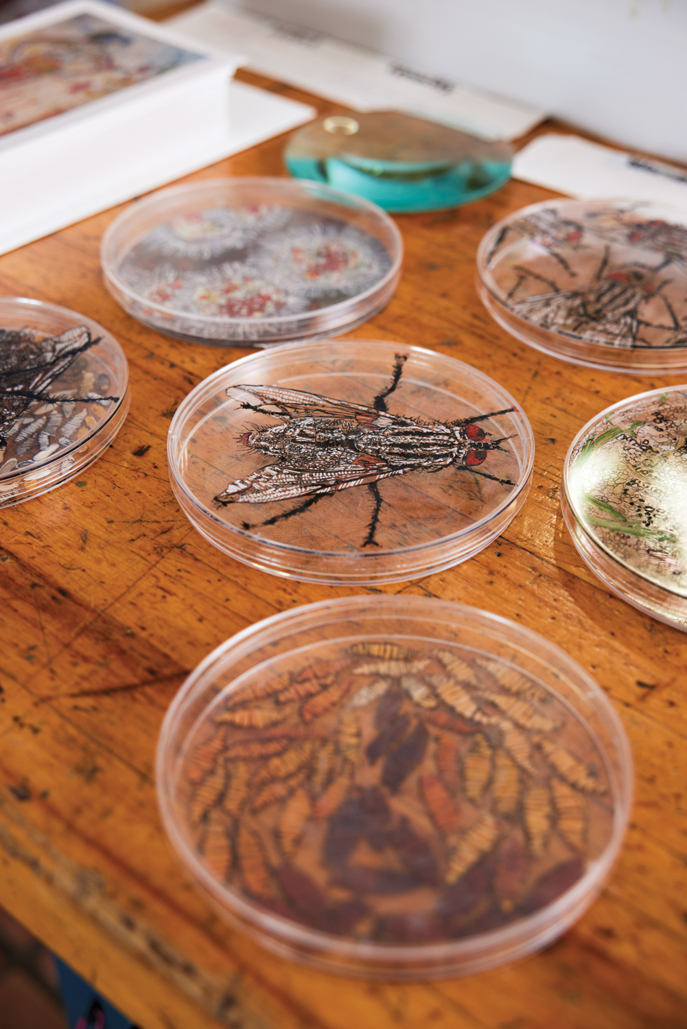 group of petri dishes with drawings of various organisms
