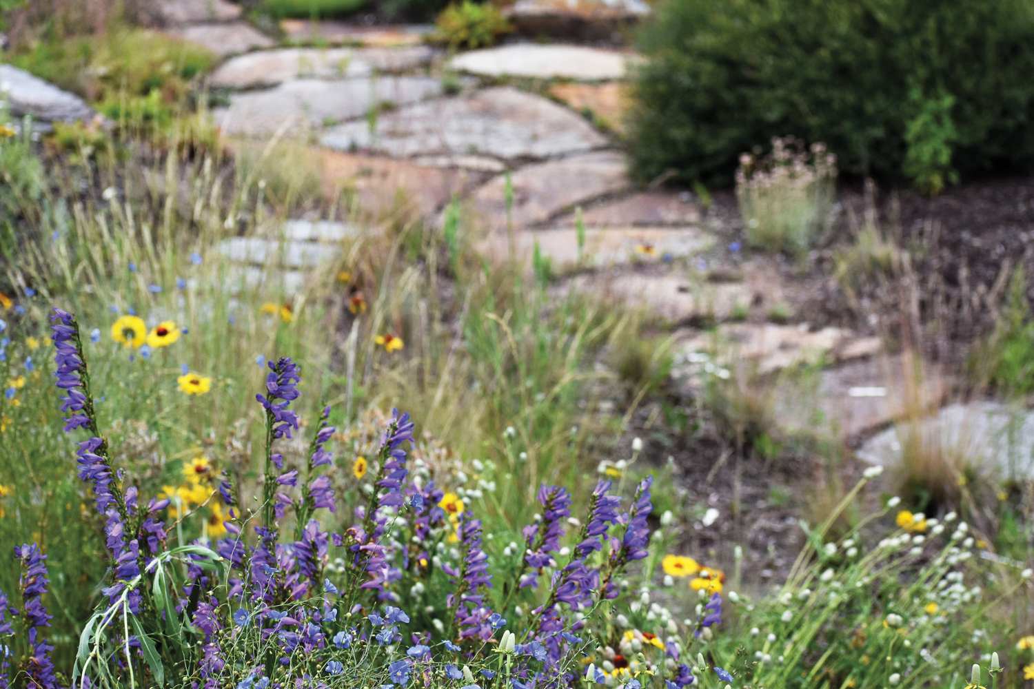 garden with lavender in Montana