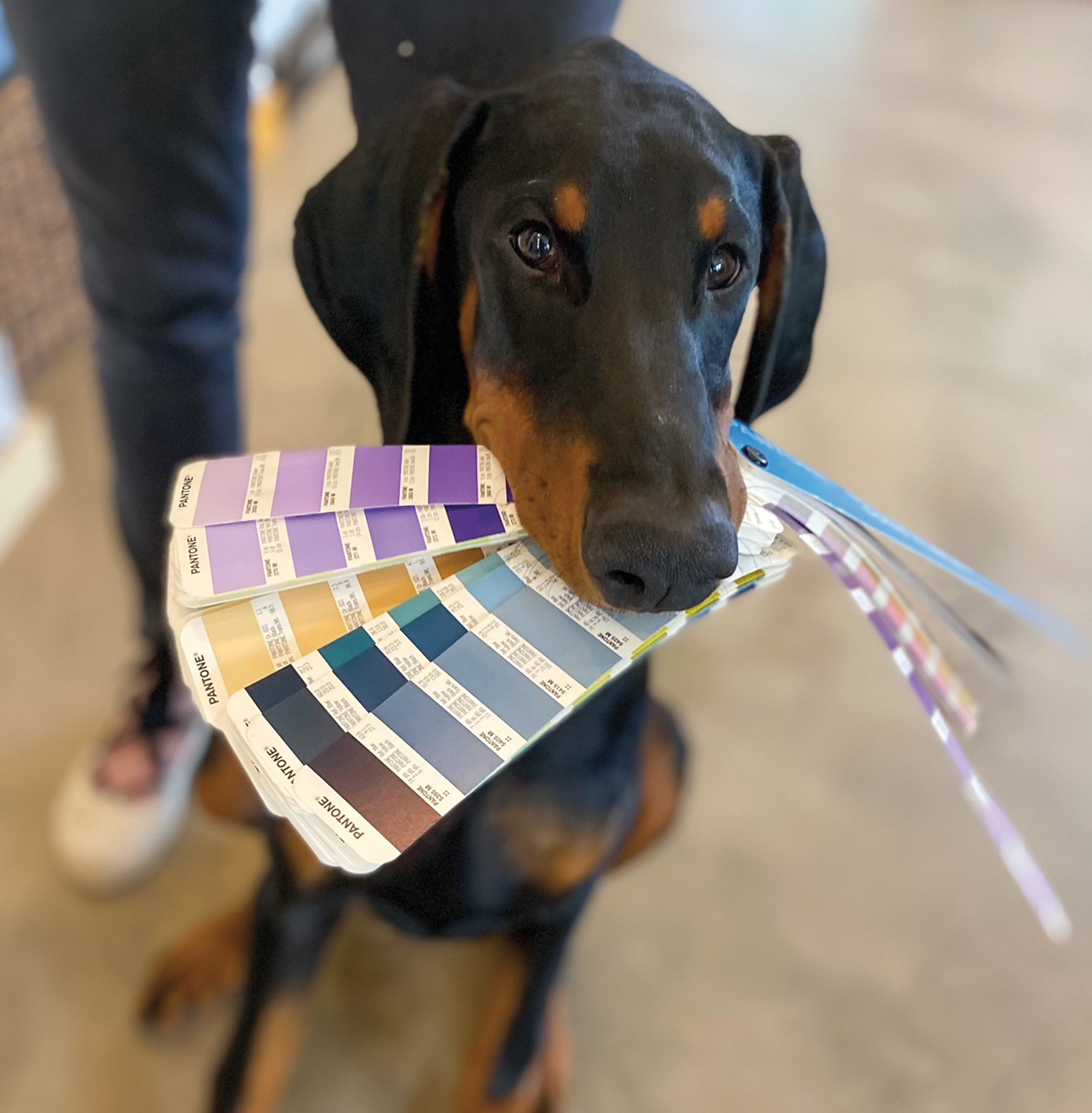 Dog holding color swatches in its mouth.