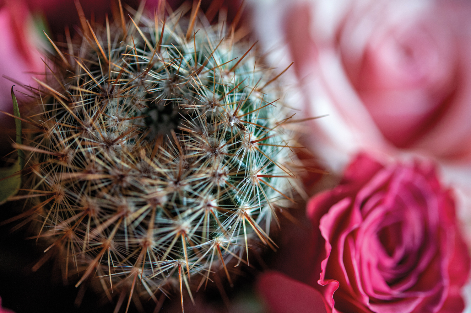 Close-up of a cactus and roses from Flower Bar