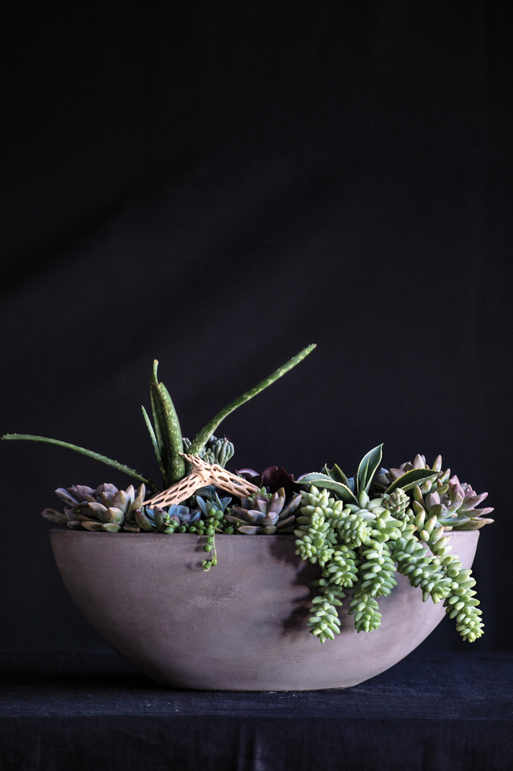Succulents in a ceramic planter from Flower Bar