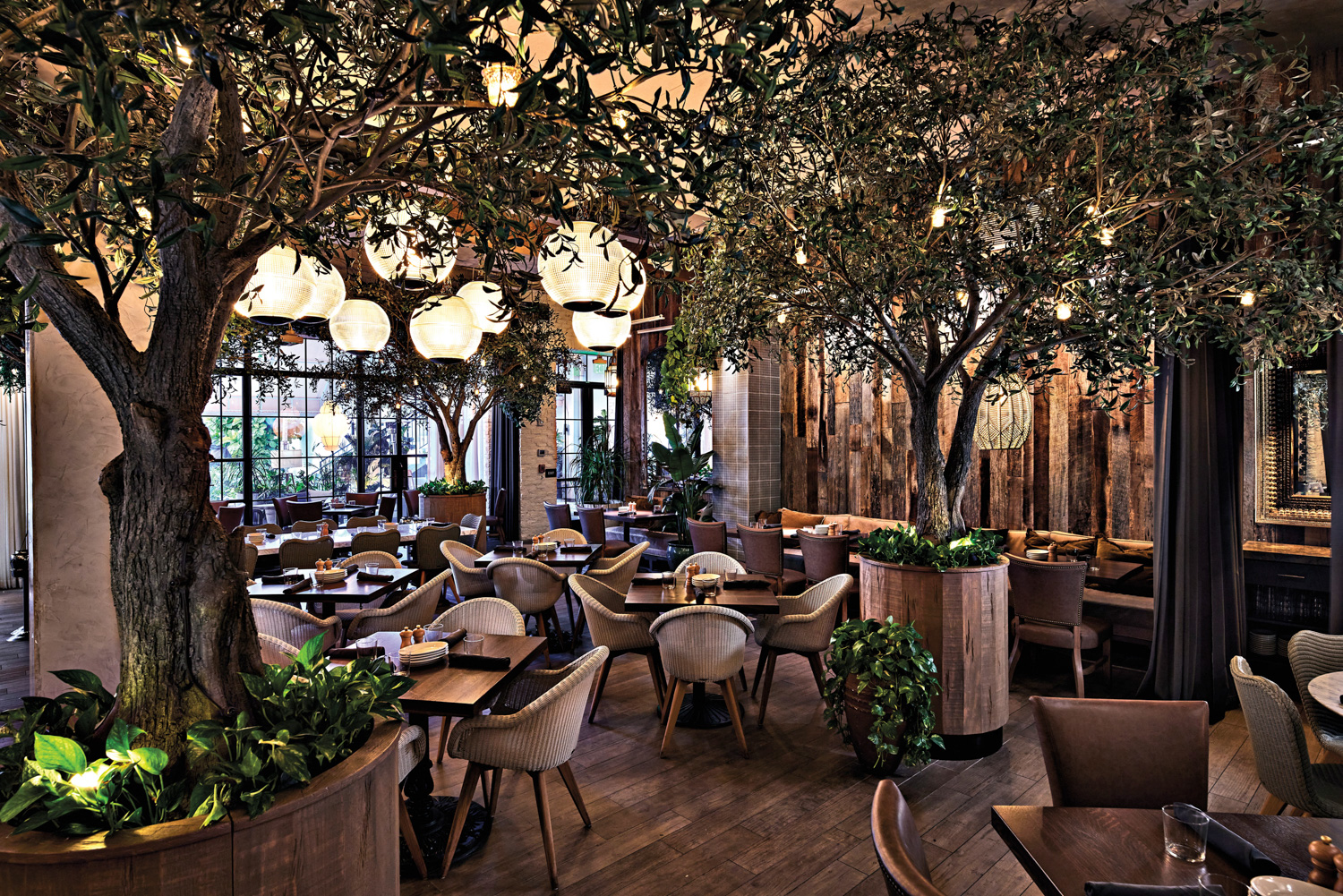 Globe lamps hang from the ceilings of this Miami restaurant dining room with potted olive trees