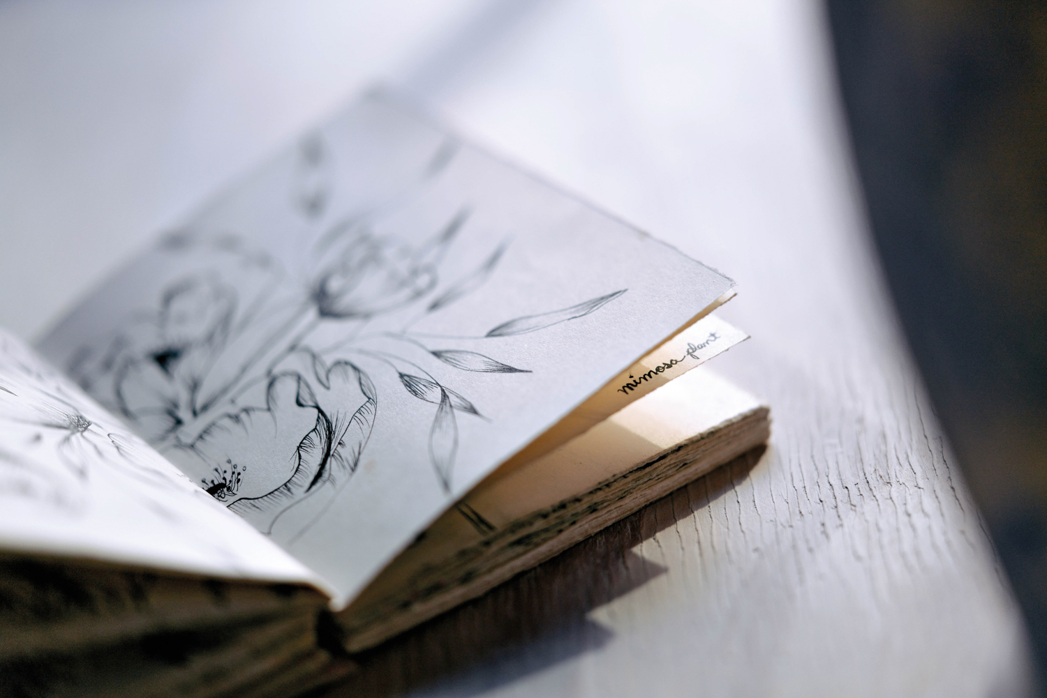 An open sketchbook featuring hand-drawn renderings of flowers and leaves by Maryfrances Carter