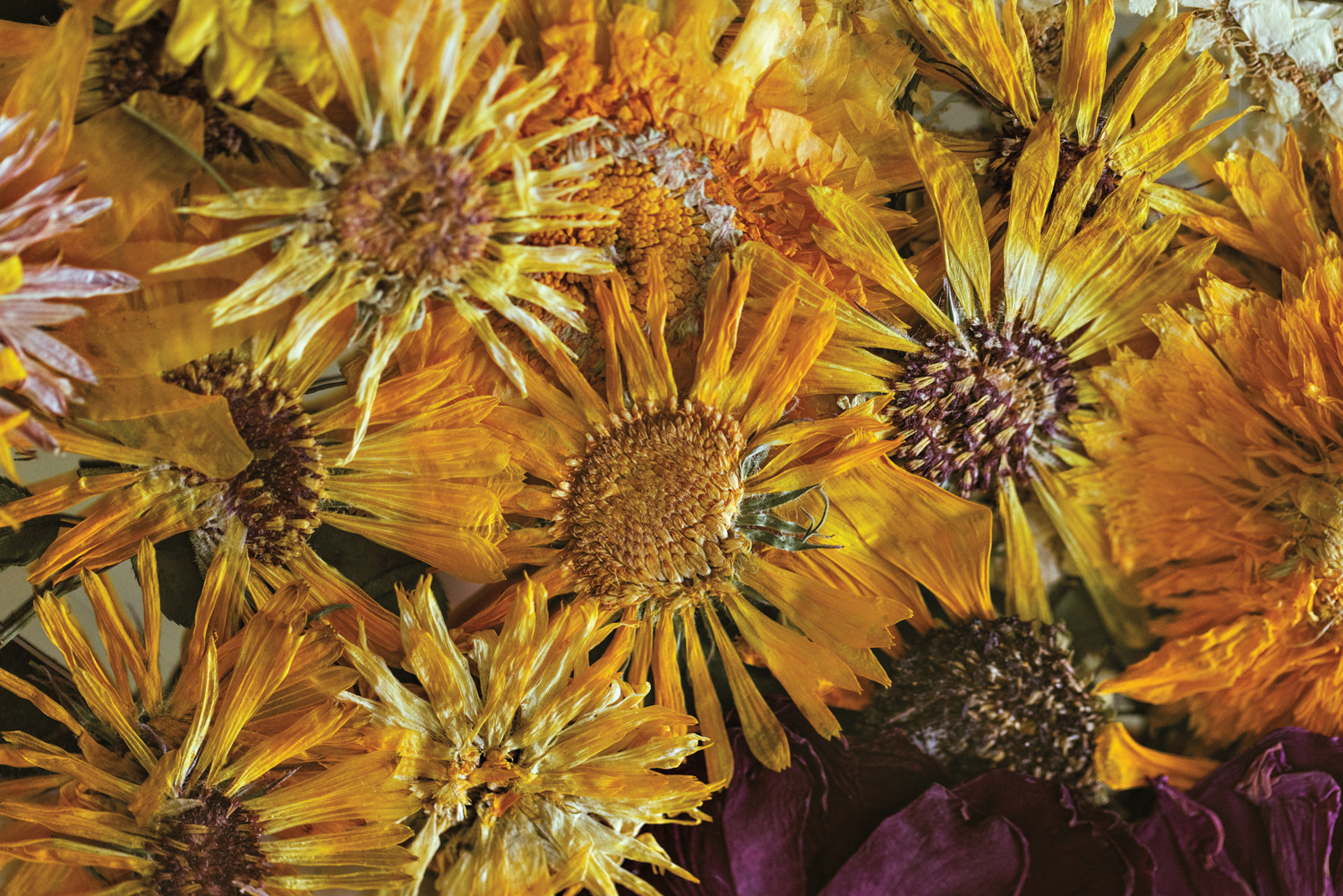 close up shot of pressed yellow calendula flower heads