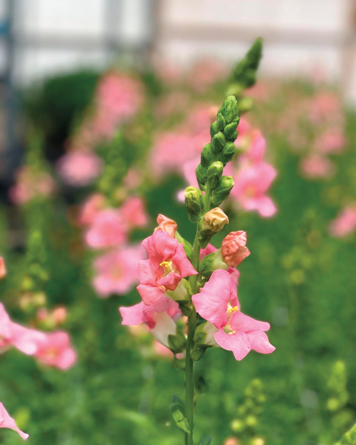 Closeup of a pink snapdragon flower