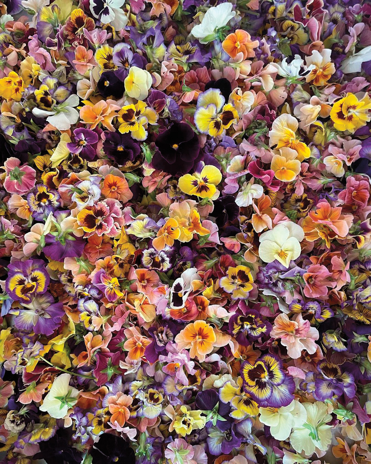 An assortment of pansy flowers in yellow, purple, pink and white at Whipstone Farm