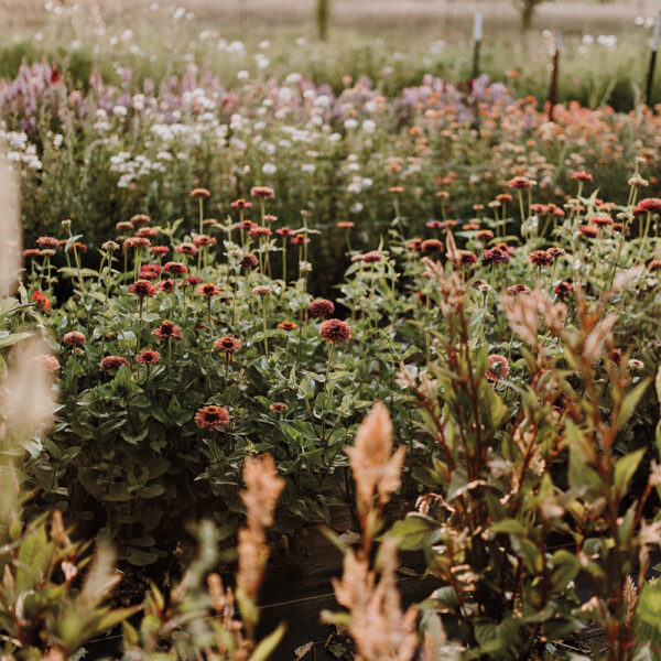 Bring Colorado Landscapes To Your Feed With This Local Flower Farm