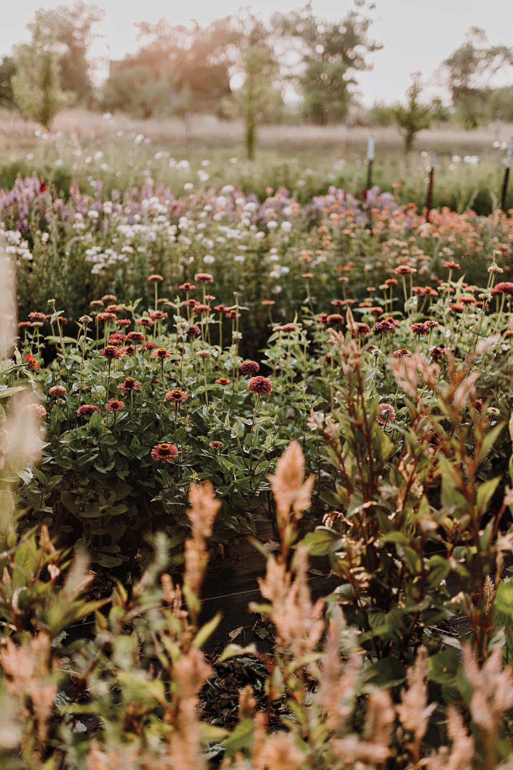 A field of flowers on the feed of Little Hollow Flowers