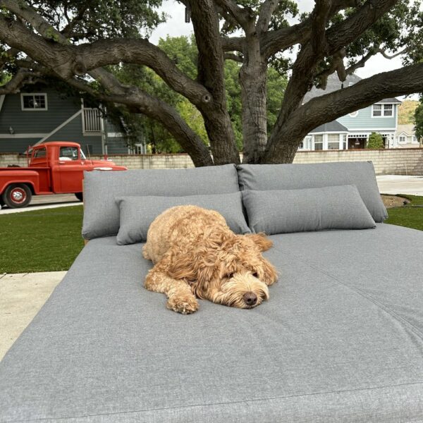 Teak outdoor chaise lounger with grey cushions and fluffy dog by Willow Creek Designs in California