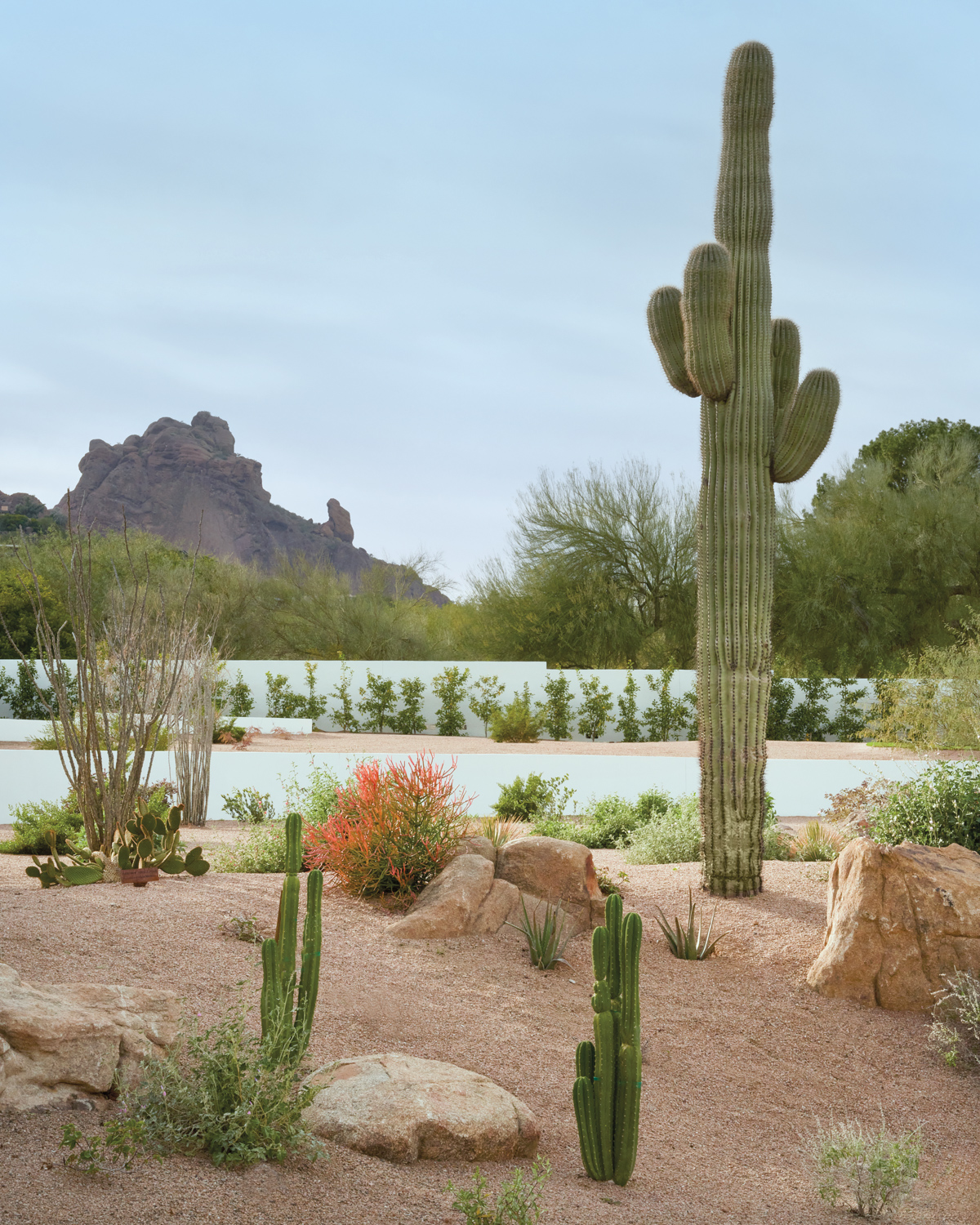 natural desert garden with saguaro...