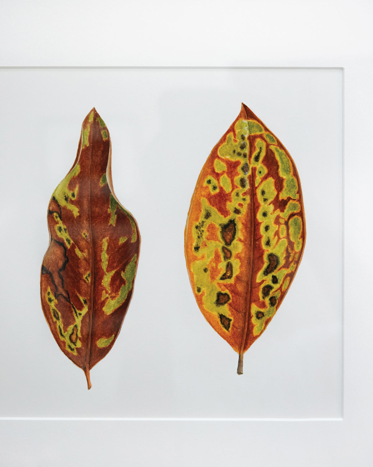 A painting shows mottled leaves.