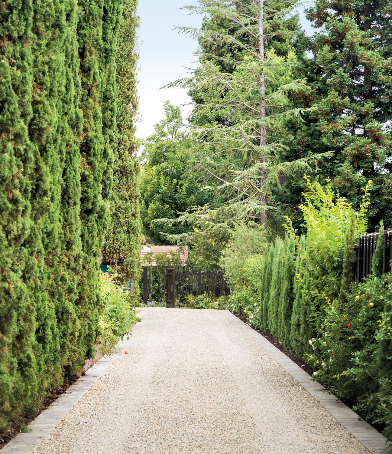 Long driveway lined with lush green trees