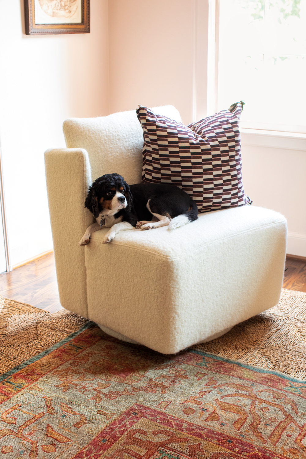 Dog sitting on white boucle swivel chair with a pillow.